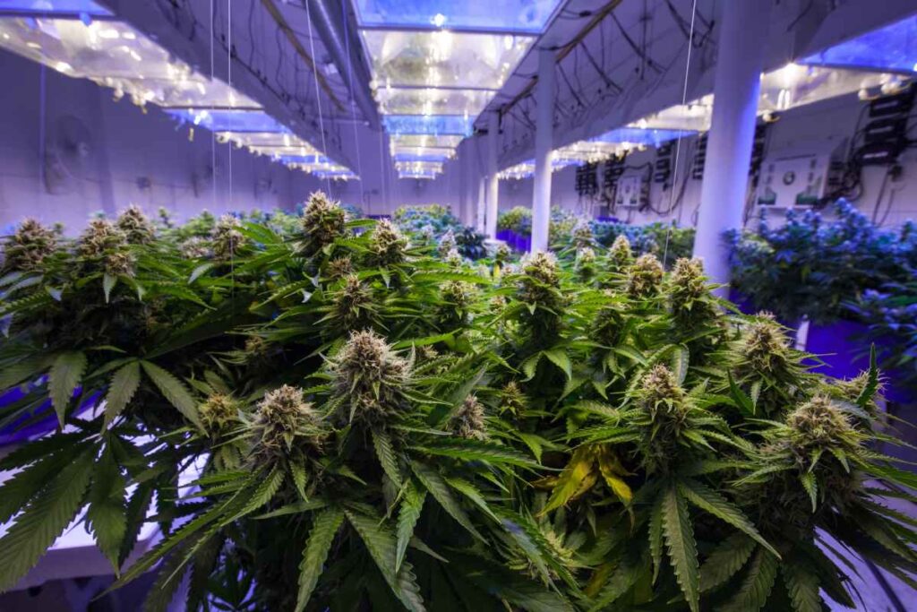 A commercial marijuana growing facility